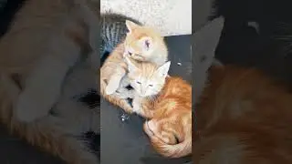 #cat#kitnahaseenchehra #yash #nature #cats #catvideos #catshorts #catlovers#allcats #soundperfection