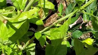 Gray Bird Grasshopper