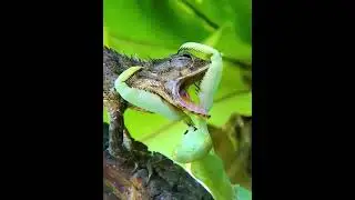 subscribe my channel🙏🕉Environment plus NATURE#study# jnor moment#match for folk mind✨️#Manovirtea✨️🌷