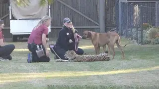 170126 San Diego Zoo Safari Park Shiley's Cheetah Run Ruuxa Raina