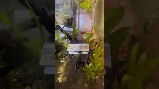 Satisfying Aquarium scrapping ￼
