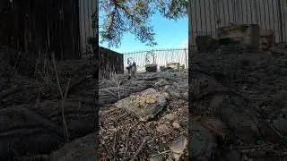 Cat TV 🐈~ Scrub jay buffet 🍽️ ~ Birds🪶 ~ 4K #birds #cattv