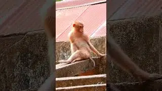 A Closer Looks At A Funny Style Self Massage Forest Monkey #life #animals #pets