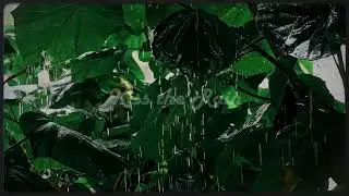 Kiss the Rain | Deep Sleep Music