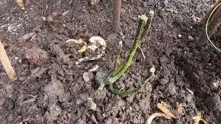 Tesco bare-root Rose &lsquo;Garden Princess January 2026