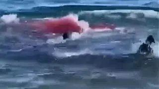 Этого пловца УКУСИЛА ПОЛОВИНУ большая белая акула