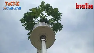 medium  - big size papaya fruit picker. just swap handles