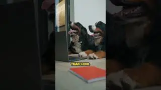 Can dogs understand human words?
