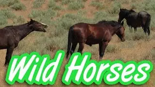 Wild Mustangs in Northern Nevada Virginia Range herd
