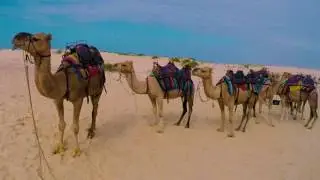 Camel chewing