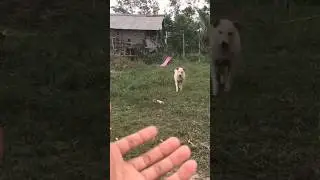 Friendly dog 🐕 #shorts #pets #dog