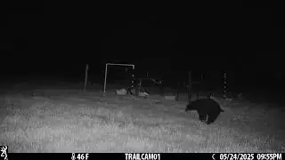 Shitting after a good meal 