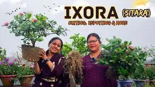 Ixora Plant Care | Cutting, Repotting, and More! 🌿🌺 | Pabitra Garden New Video