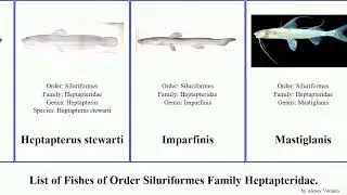 Fishes of Order Siluriformes Family Heptapteridae pimelodella pan josh mucosa Chasmocranus Rhamdia