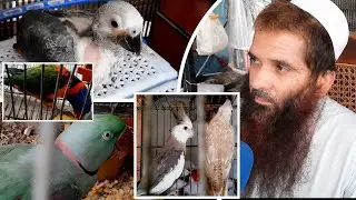 Part 1||Visit Rahimyar Khan Birds Market||Global Birds & Feed Center||Rahimyar Khan
