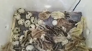 Chocando ovos de codorna Sem Rolagem ( Resultado)