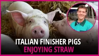 Farm visit: North Italian farmer keeps finisher pigs on straw