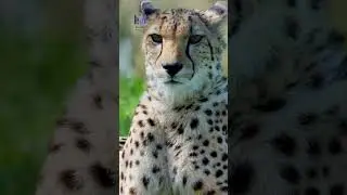 Cheetah Sovereign in Motion #mariasampaguitadrop #wildsoulseries #animalstv #purplecadence