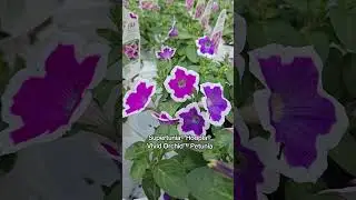 💐Greenhouse Color Explosion!