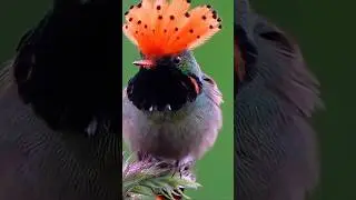 &iexcl;&Eacute;stas son algunas de las aves m&aacute;s coloridas del mundo!