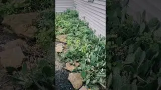 Eastern prickly pear problem