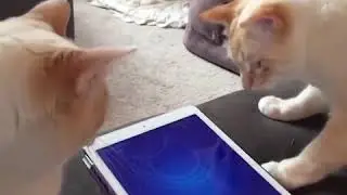 коты и гаджеты