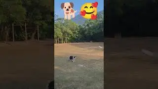 FREESBIE TIME..🥰🥰🐕🐕🐕💜💜💜
