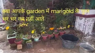 Marigold flowers plant care। Detail video from marigold flowers । Fertilizer