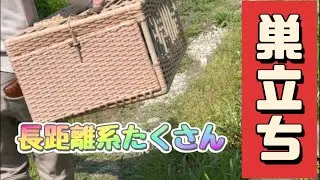 昨日巣立ちしました。我が鳩舎の配合がよくわかる動画となりました。
