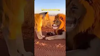 #animals #funny #reaction #viral #lion #funnyface #gadgests #zoo #cute #shorts #funniestvideo