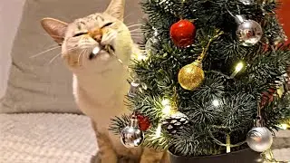 CAT VS CHRISTMAS 🎄 CATMAS Day 18