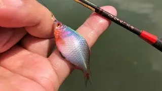 タナゴ釣りを楽しんでいたらとんでもない魚群に遭遇！【衝撃映像】