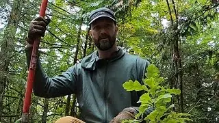 Leucangium Cascadiense Inoculated Garry Oak Planting