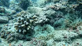 【東北角潛水 深澳】象鼻岩、酋長岩放流潛水，欣賞白海樹林。SCUBA DIVING in Shen'ao in Taiwan.