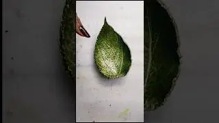 Leaf 🍃 bowl 🥣 making | Clay leafbowl ideas #diy