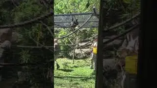 Fruit bat at the Oakland zoo fighting