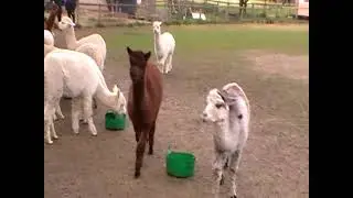 Alpaca Charge at Pennybridge Farm 07Apr 2022