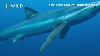 Azores Marine Sanctuary | Dolphins Up Close | National Geographic MENA