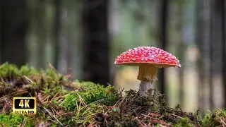 Discover Nature's Hidden Gems with RELAXING Music!