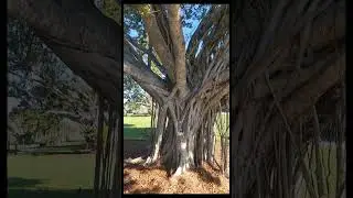 A Florida Flower/Vegetable Garden walk, with awesome Banyan trees at end,1/1/26