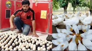 অল্পতে এত বরকত কল্পনাও করিনি।🦆🥚🐣
