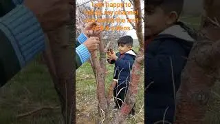 Rural lifestyle in Iran/Bitter almond tree grafting to sweet almond/Agriculture and horticulture