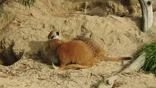ミーアキャットの毛づくろいをするキイロマングースの子　鳴き声も　Yellow mongoose ＆ Meerkat　2017 1021