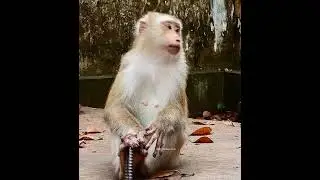 He is so cute  #mongkey #monkeylife #monkeyvideo #funnymonkey #moneyheist  #monkeydaily