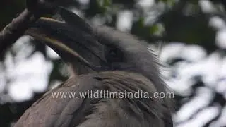 Indian Grey Hornbill  or Ocyceros birostris couple up close | Urban birds in India