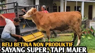 Beli Sapi Betina Non Produktif