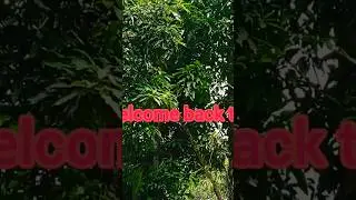 Mango maka | Amm borta