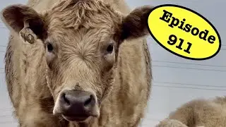 Replacement Calves- Which Ones I Kept and Why Plus More Storage Room Progress
