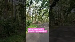 Jalan Hutan Kaulon Kaloka Sutojayan Blitar #kaloka #sutojayan #hutan #blitar #fypシ