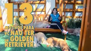 GOLDEN RETRIEVER: 13 COISAS QUE VOC&Ecirc; PRECISA SABER ANTES DE TER UM